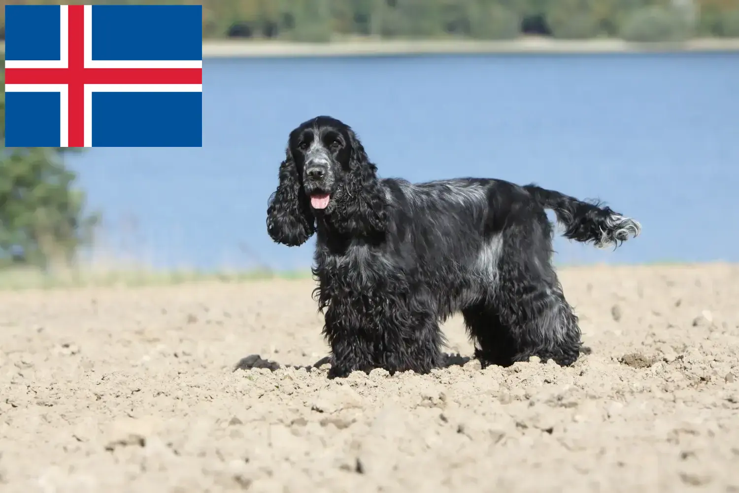 Engelse Cocker Spaniel puppies en fokker IJsland Vind hier Engelse Cocker Spaniels fokkers in IJsland.
