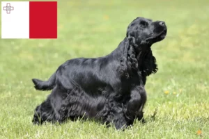 Lees meer over het artikel Engelse Cocker Spaniel fokkers en pups in Malta