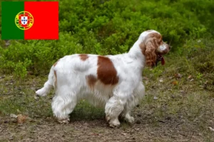Lees meer over het artikel Engelse Cocker Spaniel fokkers en pups in Portugal