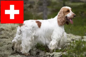 Lees meer over het artikel Engelse Cocker Spaniel fokkers en pups in Zwitserland