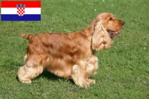 Lees meer over het artikel Engelse Cocker Spaniel fokkers en pups in Kroatië