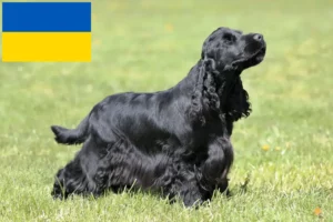Lees meer over het artikel Engelse Cocker Spaniel fokkers en pups in Oekraïne