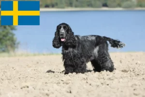 Lees meer over het artikel Engelse Cocker Spaniel fokkers en pups in Zweden