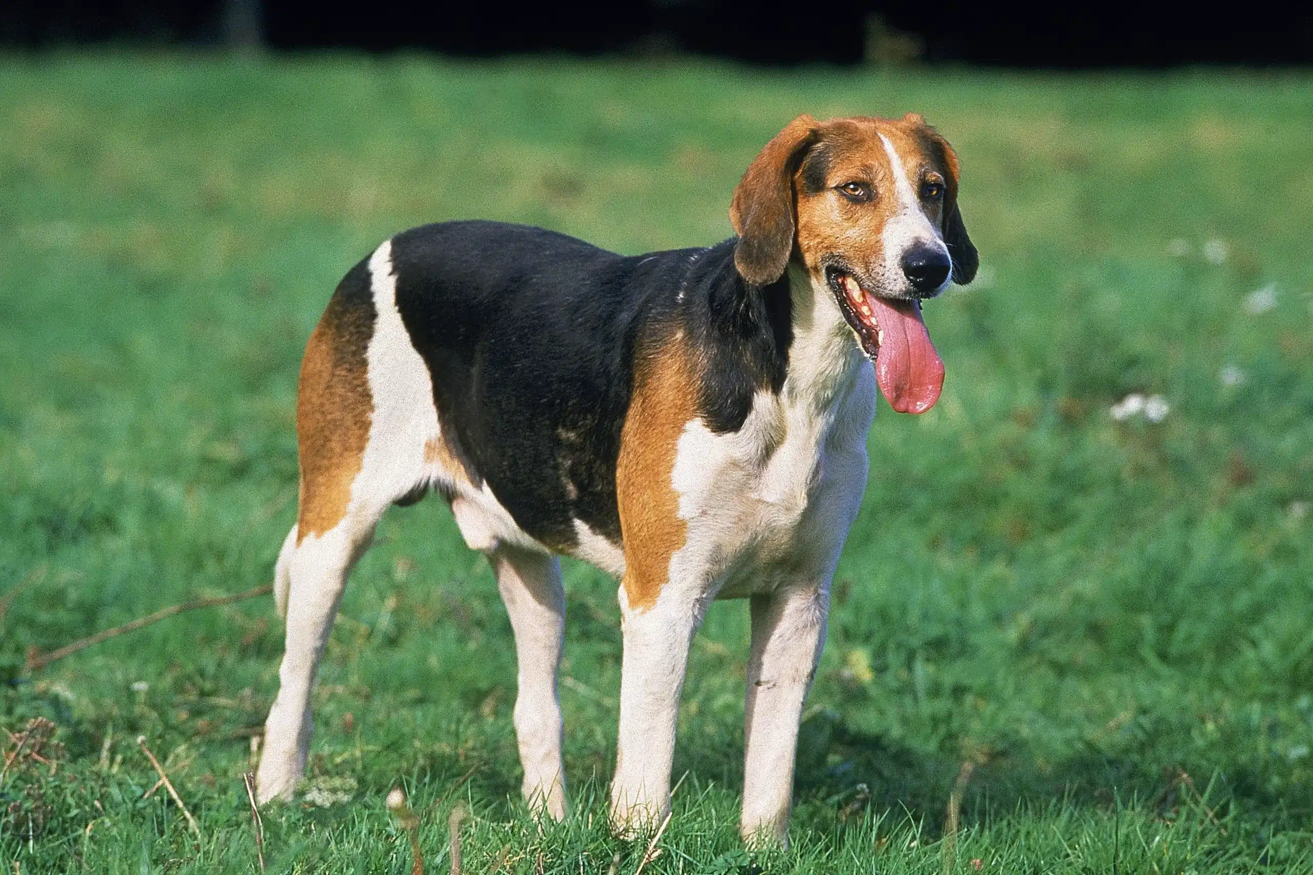 Lees meer over het artikel Engelse Foxhound Fokker