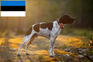 Lees meer over het artikel Engelse Pointer fokkers en pups in Estland