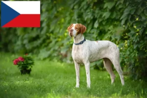Lees meer over het artikel Engelse Pointer fokkers en puppy’s in Tsjechië
