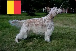Lees meer over het artikel Engelse Setter fokkers en pups in België