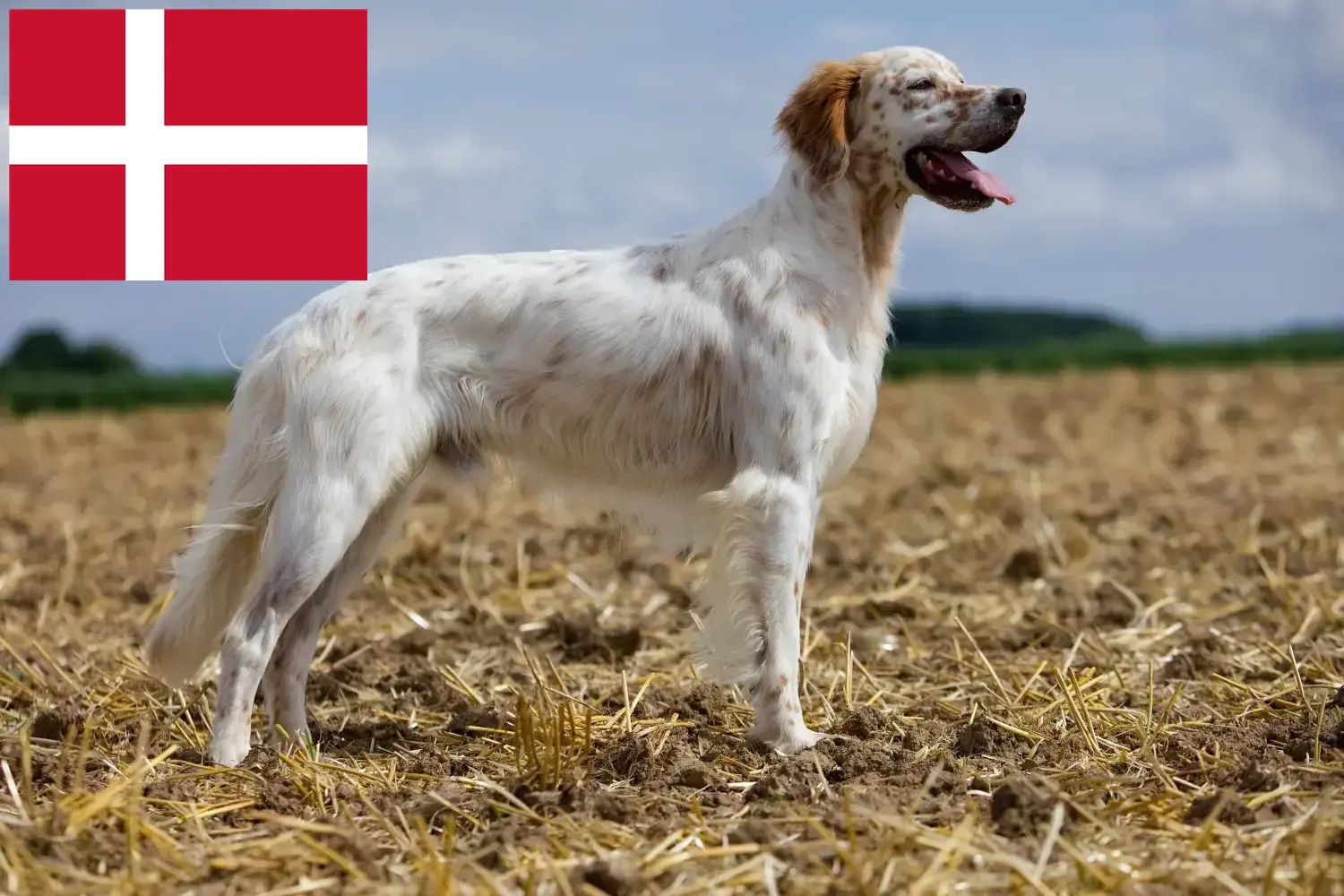 Engelse Setter puppies en fokkers Denemarken Vind hier Engelse Setter fokkers in Denemarken.