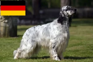 Lees meer over het artikel Engelse Setter fokkers en pups in Duitsland
