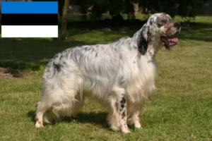 Lees meer over het artikel Engelse Setter fokkers en pups in Estland