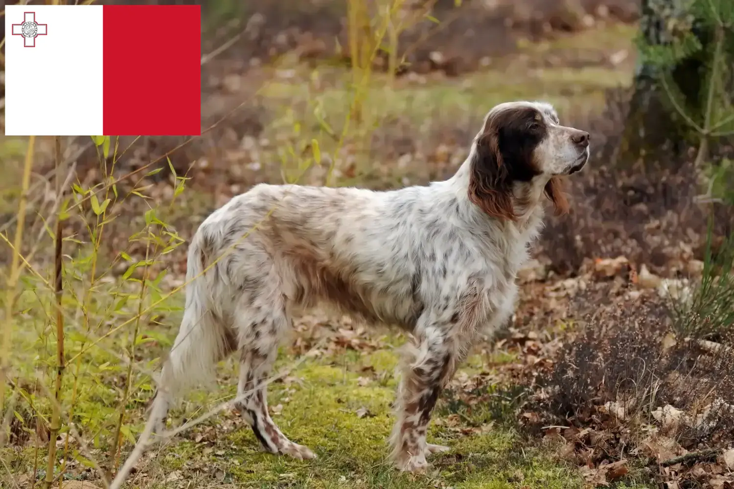 Engelse Setter puppies en fokkers Malta Zoek Engelse Setter fokkers auf Malta.