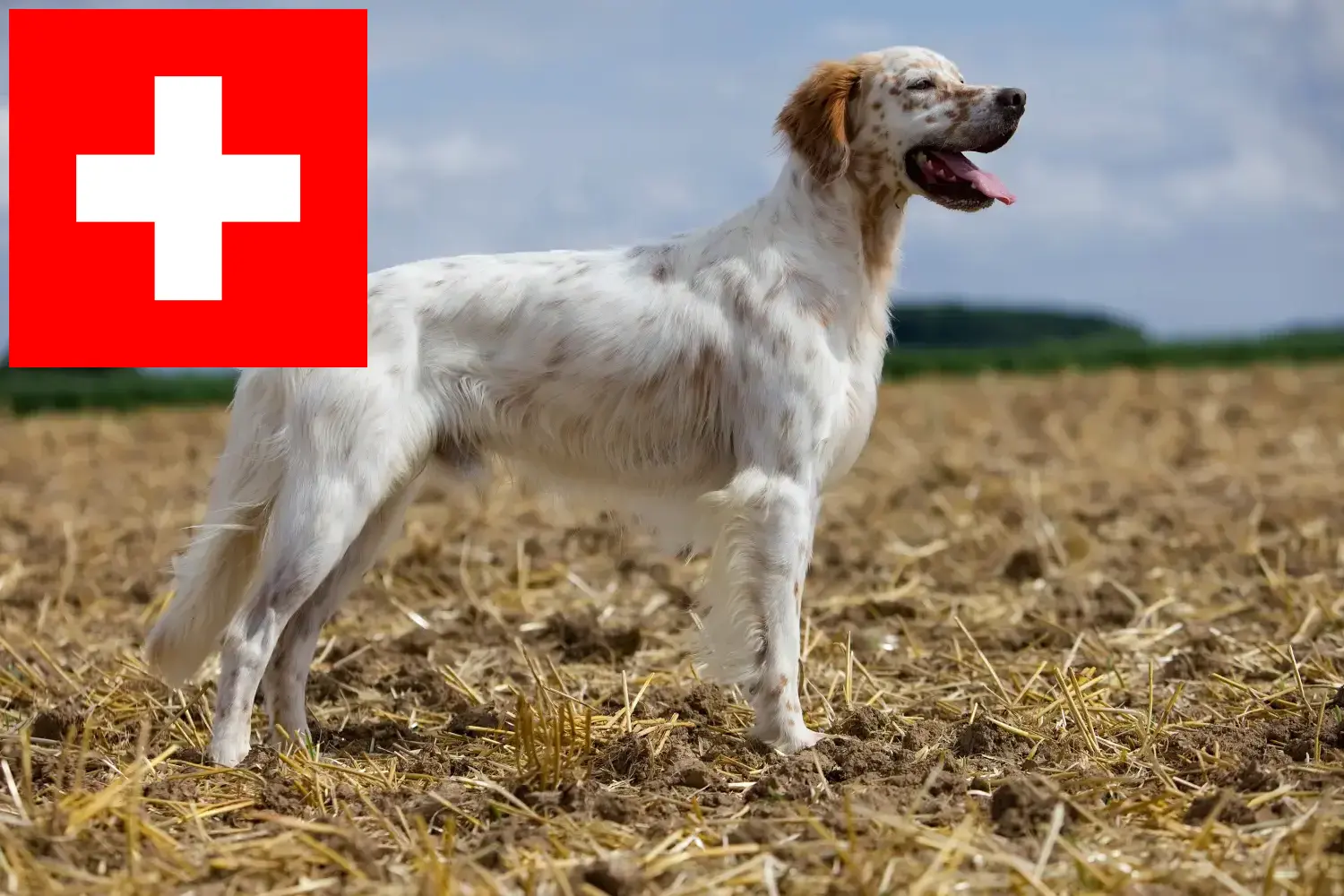 Engelse Setter puppies en fokkers Zwitserland Hier vind je Engelse Setter fokkers in Zwitserland.