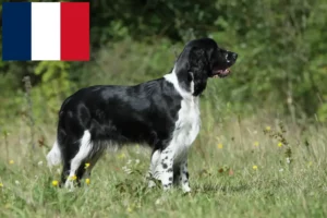 Lees meer over het artikel Engelse Springer Spaniël fokkers en pups in Frankrijk