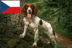 Lees meer over het artikel Engelse Springer Spaniël fokkers en pups in Tsjechië