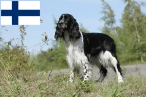 Lees meer over het artikel Engelse Springer Spaniël fokkers en pups in Finland