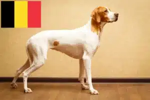 Lees meer over het artikel Engelse Pointer fokkers en pups in België