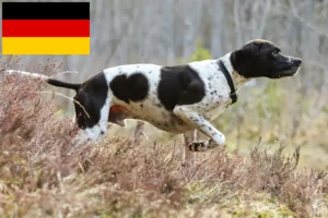 Lees meer over het artikel Engelse Pointer fokkers en puppy’s in Duitsland