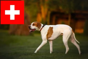 Lees meer over het artikel Engelse Pointer fokkers en pups in Zwitserland