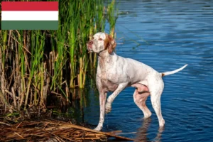 Lees meer over het artikel Engelse Pointer fokkers en pups in Hongarije