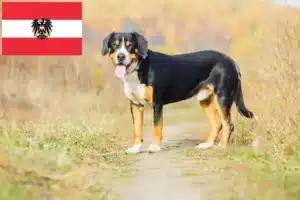 Lees meer over het artikel Entlebuch Sennenhondenfokkers en Puppies in Oostenrijk