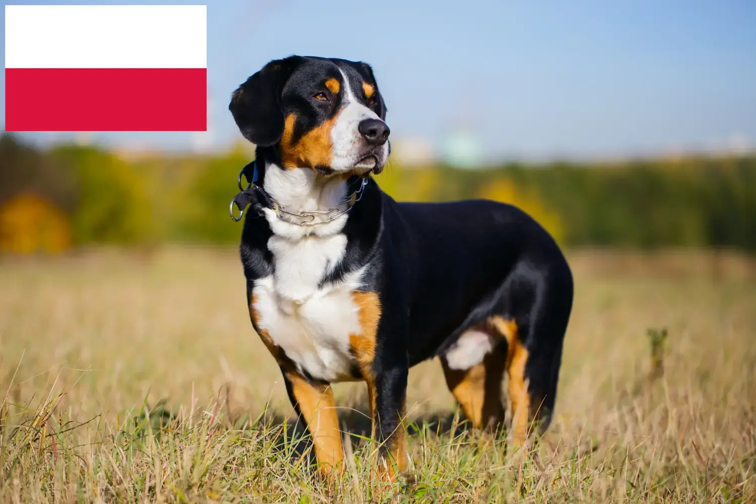 Entlebuch Berghond Puppies en Fokker Polen Hier vind je fokkers van Entlebucher Sennenhonden in Polen.