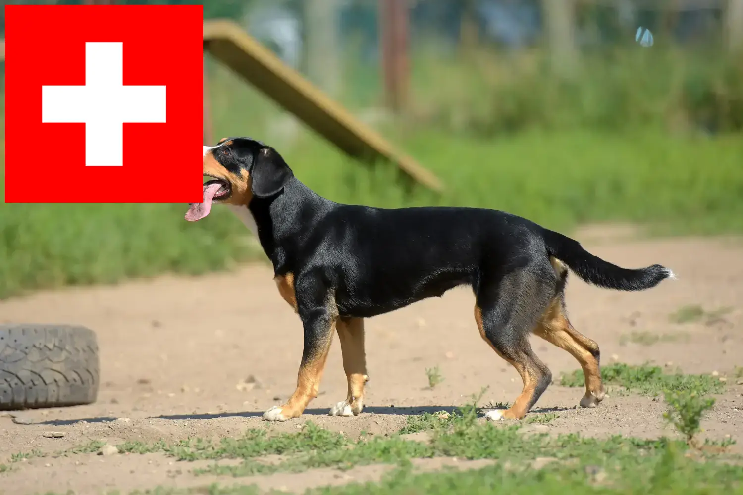 Entlebuch Berghond Puppies en Fokker Zwitserland Hier vind je Entlebucher Sennenhondenfokkers in Zwitserland.