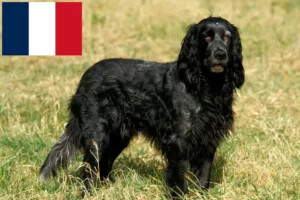 Lees meer over het artikel Epagneul Bleu de Picardie fokkers en pups in Frankrijk