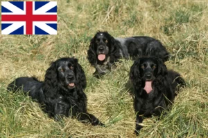 Lees meer over het artikel Epagneul Bleu de Picardie fokkers en pups in Groot-Brittannië