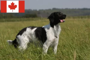 Lees meer over het artikel Epagneul Breton fokkers en pups in Canada