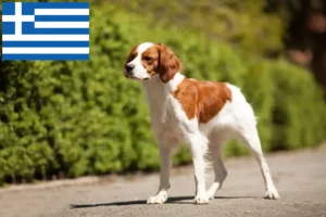 Lees meer over het artikel Epagneul Breton fokkers en pups in Griekenland