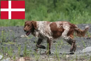 Lees meer over het artikel Epagneul Breton fokkers en pups in Denemarken
