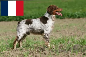 Lees meer over het artikel Epagneul Breton fokkers en pups in Frankrijk