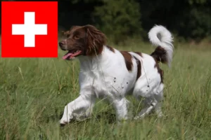 Lees meer over het artikel Epagneul Breton fokkers en pups in Zwitserland