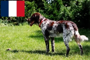 Lees meer over het artikel Épagneul français fokkers en pups in Frankrijk