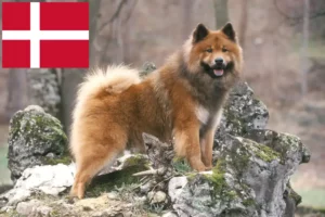 Lees meer over het artikel Eurasier fokkers en pups in Denemarken