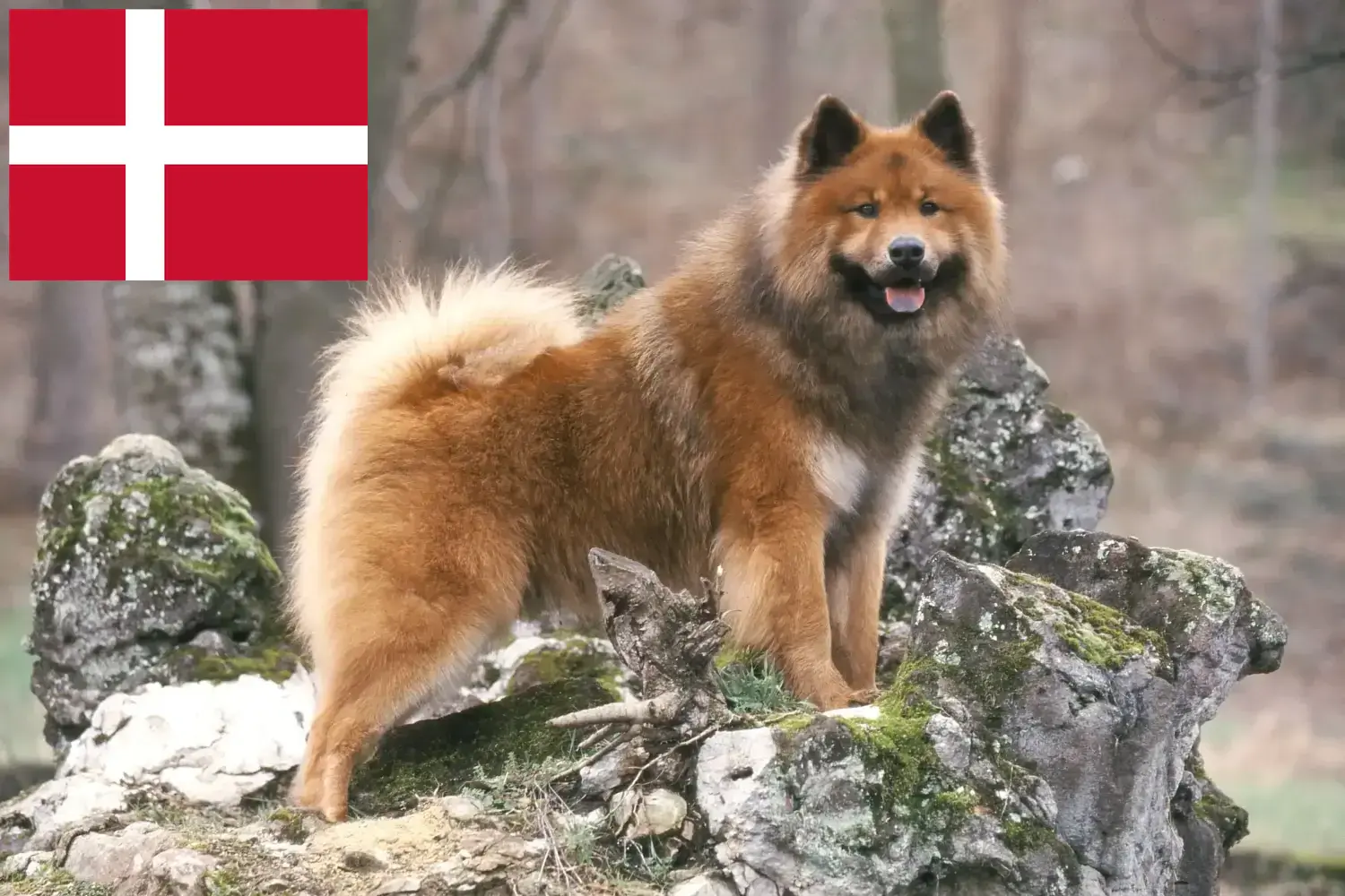 Eurasier puppy's en fokkers Denemarken Vind hier Eurasier fokkers in Denemarken.