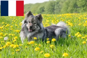 Lees meer over het artikel Eurasier fokkers en pups in Frankrijk