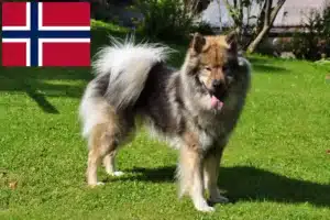 Lees meer over het artikel Eurasier fokkers en pups in Noorwegen