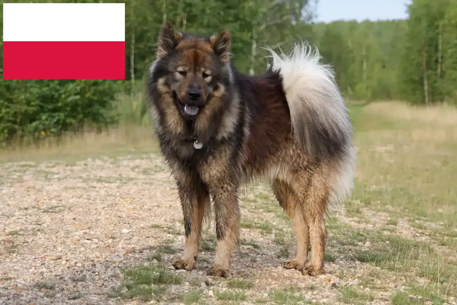 Eurasier puppy's en fokkers Polen Vind hier Eurasier fokkers in Polen.