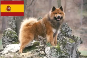 Lees meer over het artikel Eurasier fokkers en pups in Spanje