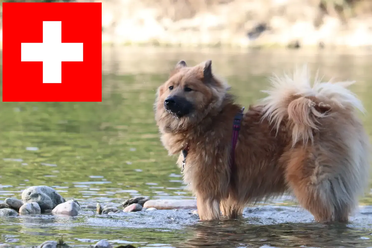 Eurasier puppy's en fokkers Zwitserland Hier vind je Eurasier fokkers in Zwitserland.