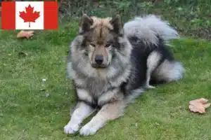 Lees meer over het artikel Eurasier fokkers en pups in Canada