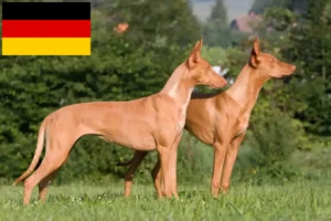 Lees meer over het artikel Fokkers en puppies van farao honden in Duitsland