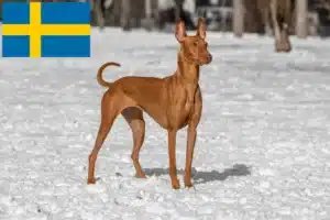 Lees meer over het artikel Fokkers en puppies van Faraohonden in Zweden