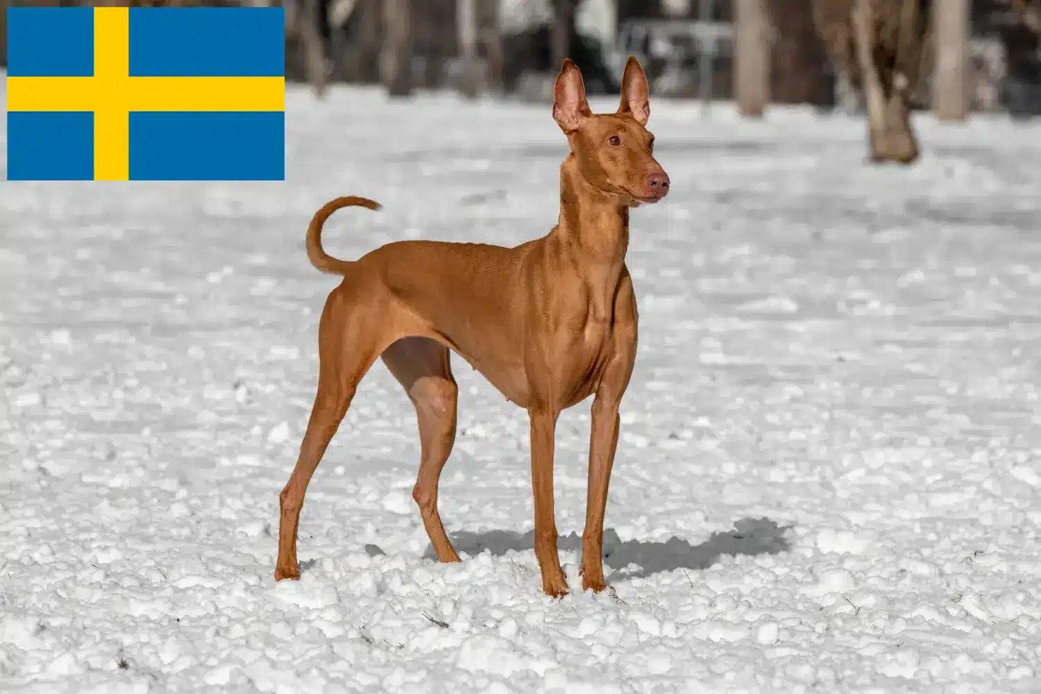 Faraohond pups en fokkers Zweden Vind hier Farao hondenfokkers in Zweden.