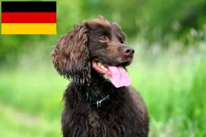 Lees meer over het artikel Field Spaniel fokkers en pups in Duitsland
