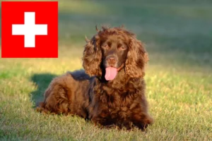 Lees meer over het artikel Field Spaniel fokkers en pups in Zwitserland