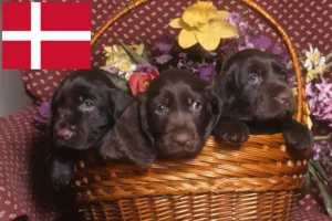 Lees meer over het artikel Field Spaniel fokkers en pups in Denemarken