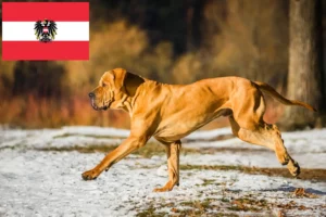 Lees meer over het artikel Fila Brasileiro fokkers en pups in Oostenrijk