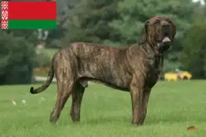 Lees meer over het artikel Fila Brasileiro fokkers en pups in Wit-Rusland